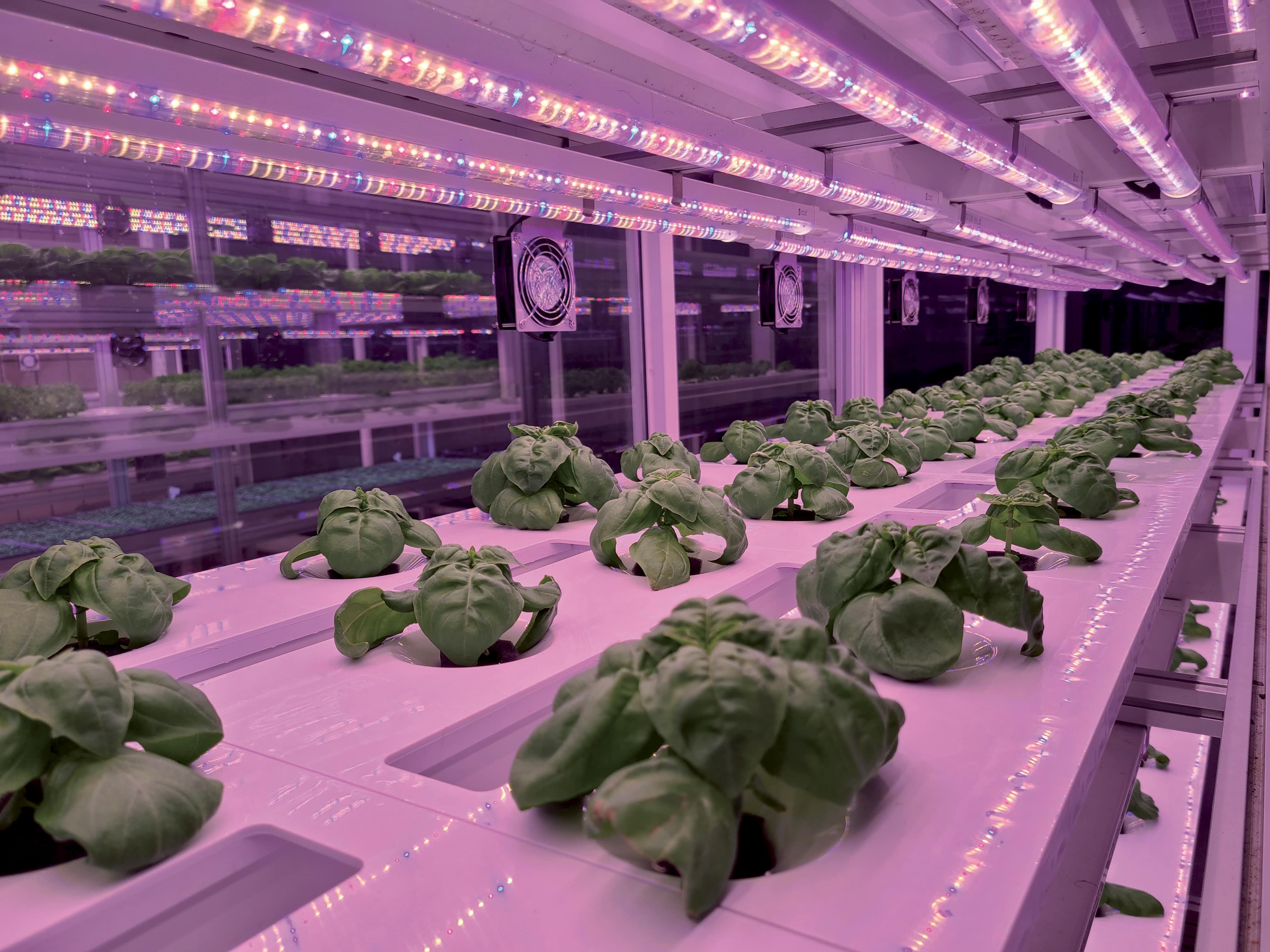 Fedezze fel megközelítésünket, amely elkötelezett Vertical Farming