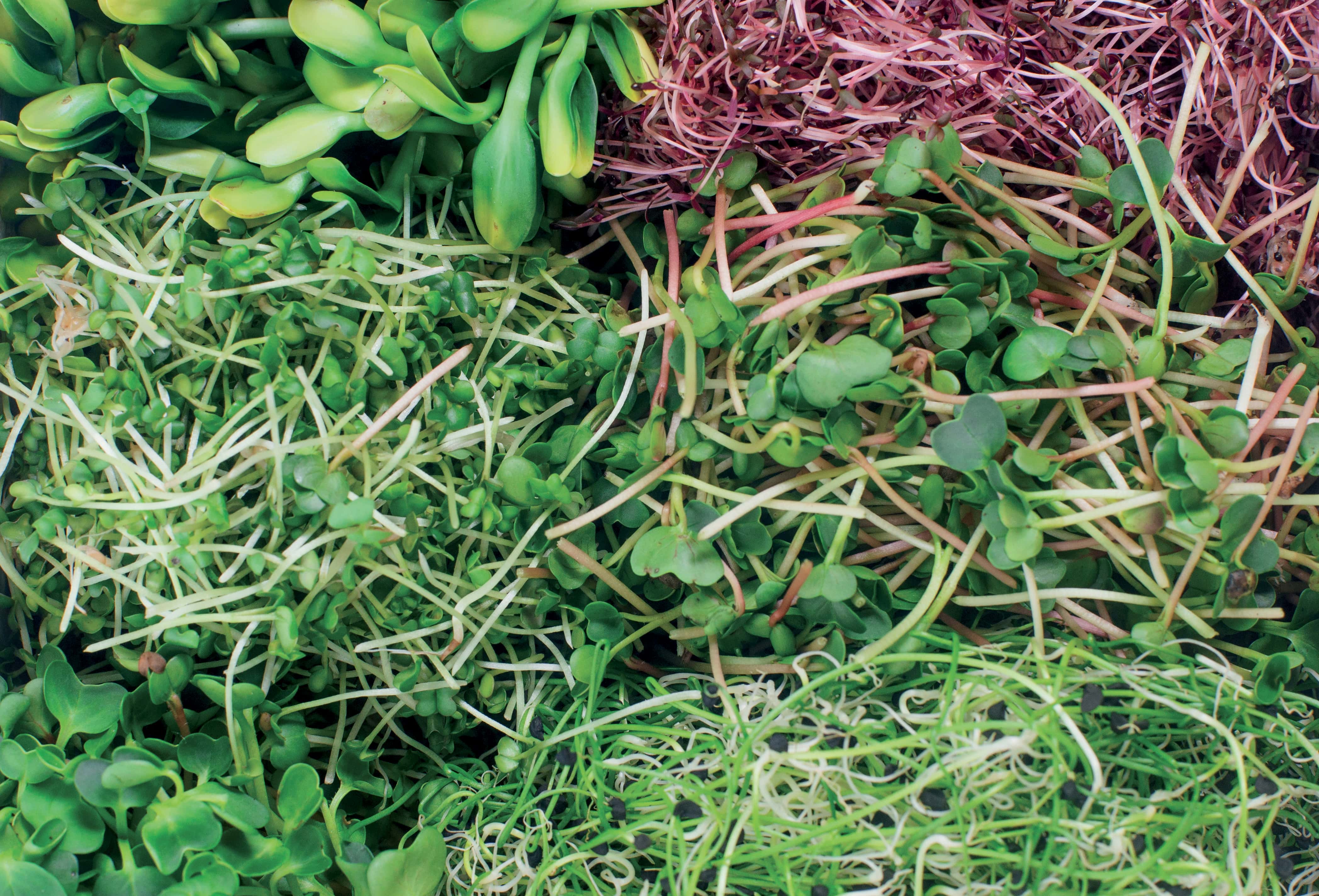 Fedezze fel kínálatunkat Microgreens